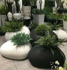 there are many potted plants on display in the room with white and black vases