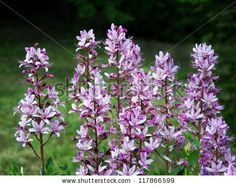 purple flowers are blooming in the grass