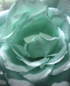 a close up view of a large green rose in the middle of it's petals