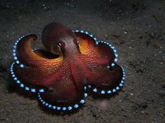 an octopus is sitting on the ground with its head turned to look like it's been