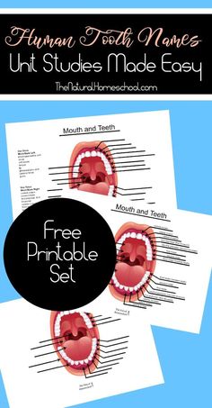 an image of the human mouth made easy with pictures and text on it to help students learn