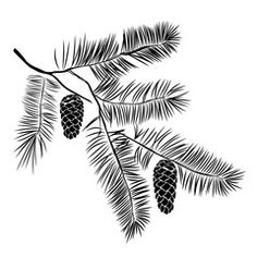 the branch of a pine tree with cones on it, drawn in black and white