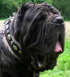 a large black dog standing on top of a lush green field