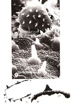 an image of some type of animal in the water and on top of other pictures