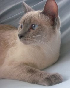 a siamese cat is laying down on the bed