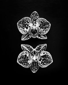 two black and white orchids on a black background