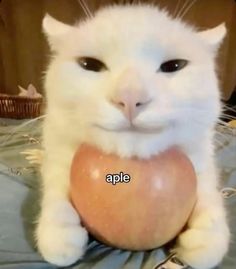 a white cat holding an apple with the caption ape on it's chest