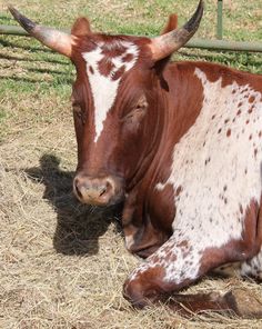 a brown and white cow laying on top of dry grass