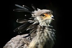 a close up of a bird with feathers on it's head and wings spread