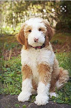 a brown and white dog sitting in the grass