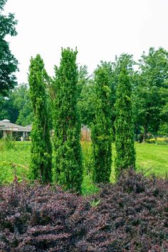 some very pretty green trees in the middle of a field with purple flowers and bushes