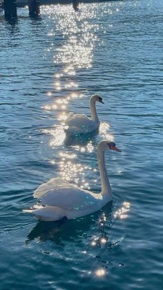 two white swans swimming in the water near a pier with lights reflecting off it's sides