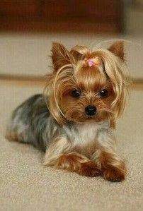 a small dog with long hair laying on the floor