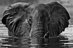 an elephant is standing in the water