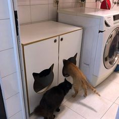 two cats playing with each other in front of the washer and dryer door