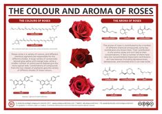 the color and aroma of roses is shown in this poster, which includes red flowers