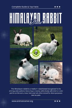 the complete guide to rabbits and other animals