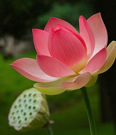 a large pink flower sitting on top of a lush green field