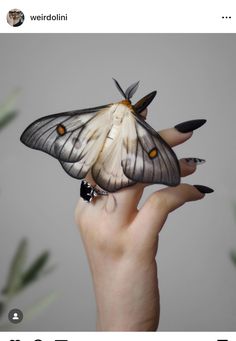 a woman's hand holding a fake butterfly