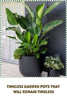 two potted plants sitting next to each other