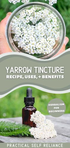 Yarrow Tincture, Losing 40 Pounds