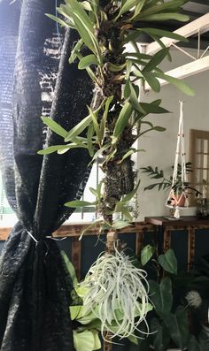 some green plants hanging from the ceiling in a room