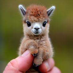 a small brown and white baby llama being held by someone's hand,