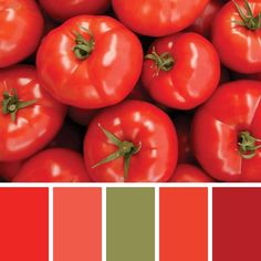 a bunch of red tomatoes with green stems on them and the color scheme is swatches