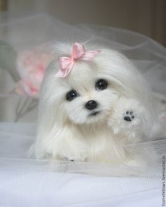 a small white dog with a pink bow on it's head