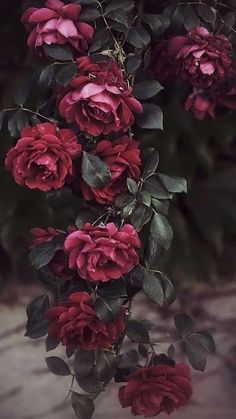 a bunch of red flowers hanging from the side of a tree