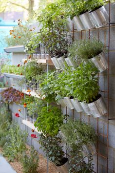 a vertical garden wall with various plants growing on it