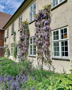 purple flowers growing on the side of a building next to green grass and plants in front of windows