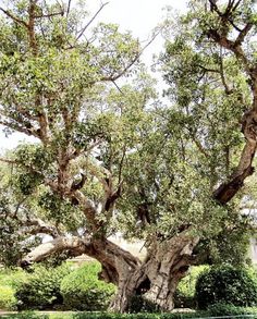 a large tree with lots of leaves on it's branches in the middle of a park