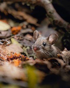 a small mouse sitting on top of leaves in the woods with it's eyes wide open