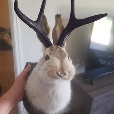 a person holding up a fake rabbit with antlers on it's head