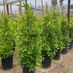 several potted plants are lined up in the dirt