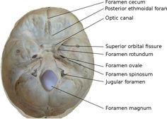 an image of the inside of a human skull with labels on its bones and labeled parts