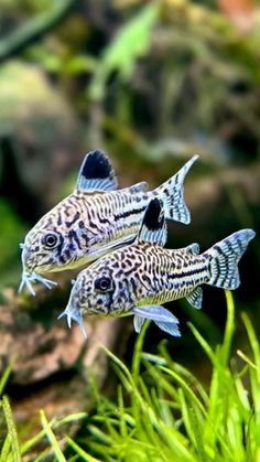 two blue and black fish in an aquarium