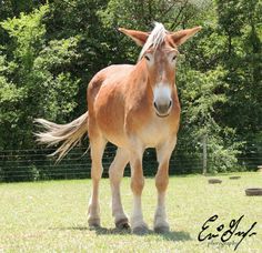 a brown and white horse standing on top of a grass covered field next to trees