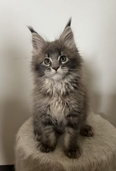 a fluffy kitten sitting on top of a round ottoman with its front paws in the air