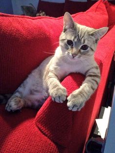 a cat sitting on top of a red couch with its paws in the air and looking at the camera