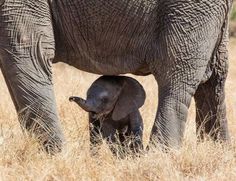 an adult elephant standing next to a baby elephant in tall grass with it's trunk on the ground