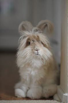 a small white and brown dog sitting on the floor next to a wall with it's head sticking out