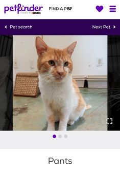 an orange and white cat sitting on top of a floor