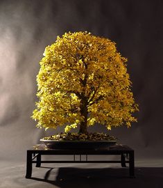 a bonsai tree with yellow leaves on a black table in front of a dark background