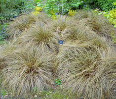 Sedge New Zealand Hair Frosted Curls Seeds Carex Comans Seeds Carex Comans, Green Foliage, Perennials