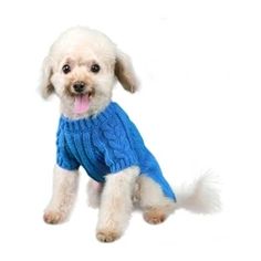 a small white dog wearing a blue sweater with its tongue out and it's mouth open