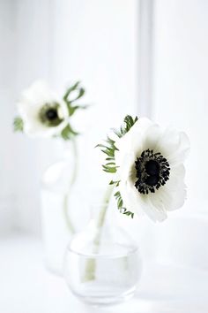 two white flowers are in a clear vase