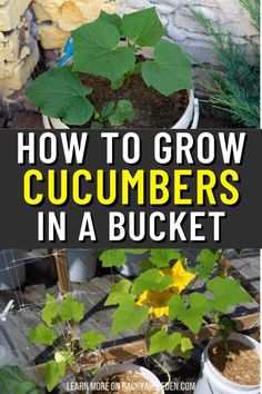 how to grow cucumbers in a bucket