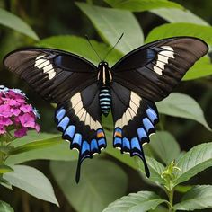 a black, white and blue butterfly sitting on top of a pink flower next to green leaves